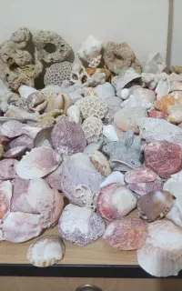 انواع صدف و مرجان در حجم بالا