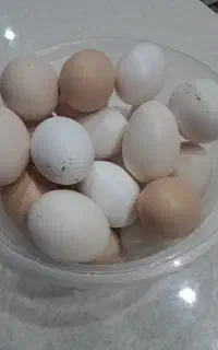 تخم مرغ