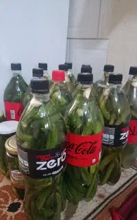خیارشورخانگی