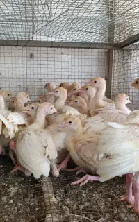 جوجه بوقلمون بیوتی 6