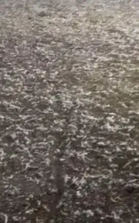 کودکبوتر۲۵۰کیلو واقع درروستای قرگزلوسفلی