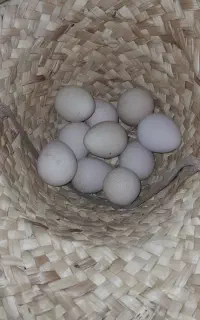 تخم مرغ شاخدار