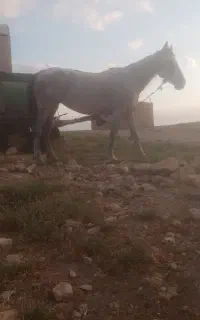 مادیان