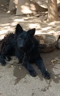 سگ  ژرمن بلک