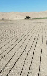 نصاب طرح آبیاری نواری