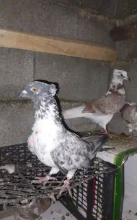 کبوتر