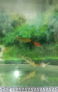 دو عدد ماهی کوی