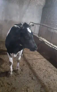 گاو