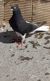 کبوتر دوم اسبی