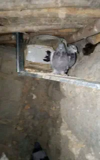 کبوتر مرغ