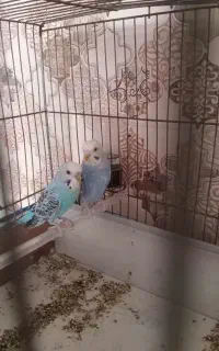 پرنده