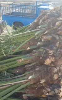 فروش پاجوش مجول مراکشی. برحی بصراوی. پیارم..