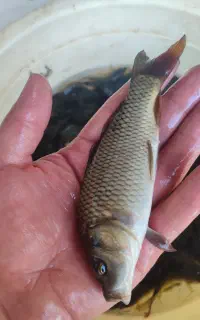 پخش و توزیع انواع ماهی گرم آبی