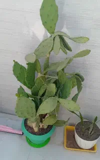 کاکتوس