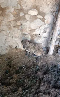 سگ پاکوتاه