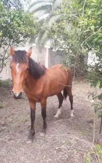 اسب نریون فروشی