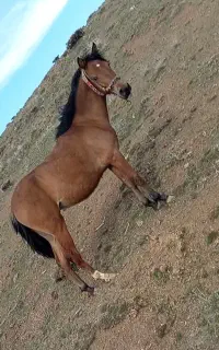 مادیان 12ماهه