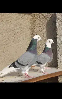 کبوتر در رفته