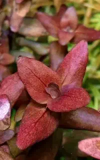 گیاه پلنت