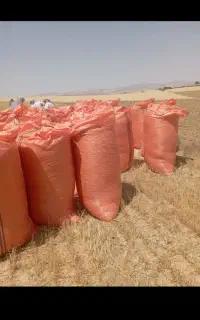 کاه گندم،لوبیا،نخود،عدس