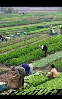 سرکارگر کار کشاورزی