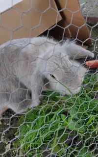 خرگوش نر و ماده