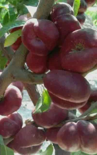 نهال شلیل قرمز