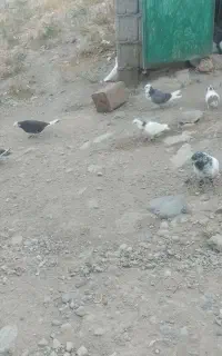 ۱۵عددکبوترفروشی
