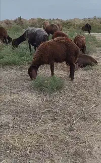 بره ماده افشاری زیر قوچی چاق