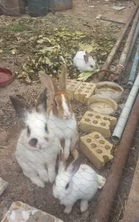 خرگوشی فروشی