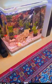 اکواریوم سفید باهمه وسایل