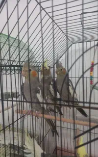 چهار عدد جوجه عروس هلندی