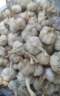 سیر خشک و تند