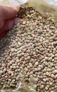 عدس خوشپخت درجه یک