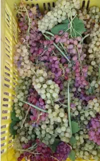 کارگر انگور چینی و لوبیا چینی هستم