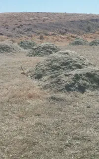 کاه یونجه و گیاه