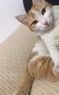 گربه گم شده