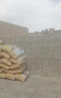 بذر شوید