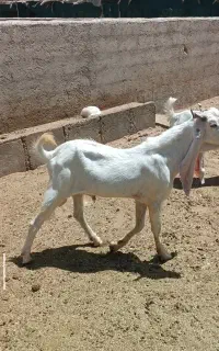 چپش پاکستانی اصل