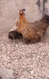 دوتا مرغ  جوجه