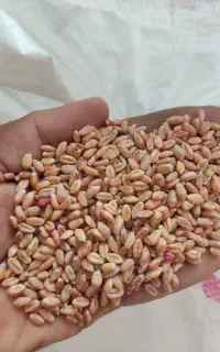 با سلام فروش ۲نیم تن گندم