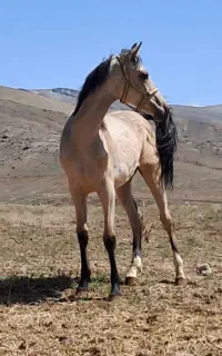 کره اسب ترکمن