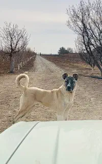 واگذاری توله سرابی