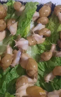 حلزون مولد ۹ و ۸ سانتی
