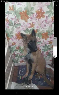 ماده سگ ژرمن