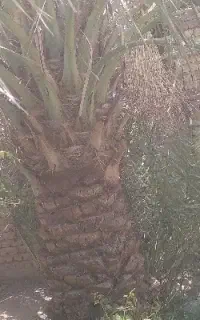 درخت بند ماهر خاستی خبر بده باتشکر