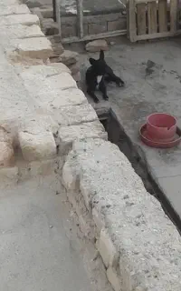 سگ باهوش وزیرک