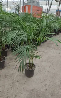 فروش عمده گیاهان آپارتمانی