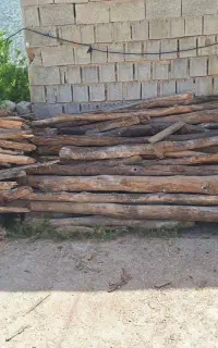 خرید چوب و درخت
