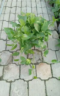 فروش گل پتوس